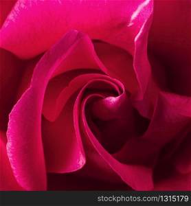 close up beautiful rose