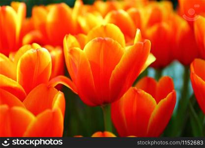 close up beautiful tulips in garden .the orange and yellow gradient color on flower leaves.