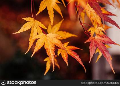 close up beautiful vibrant colourful red orange yellow leaves foliage maple tree in autumn season in december - Yamagata, Japan