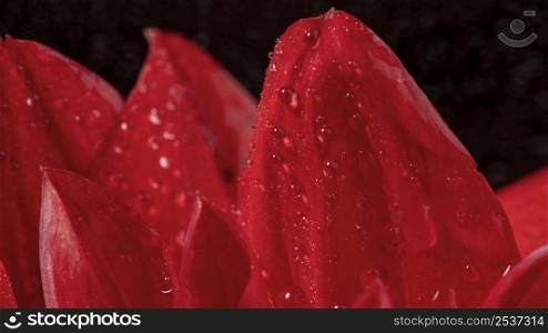 close up beautiful wet red petals