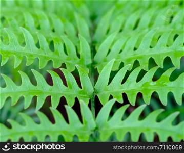 close-up Beautyful ferns leaf green foliage in the garden, Thailand.