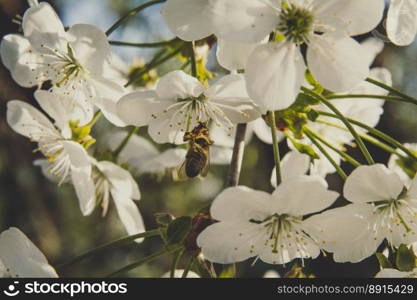 Close up bee getting nectar from flowering apple tree concept photo. Cross pollination. Front view photography with blur background. High quality picture for wallpaper, travel blog, magazine, article. Close up bee getting nectar from flowering apple tree concept photo