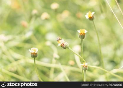 Close up bee on small flower of grass and blur nature background