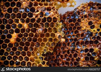 close up Beehive honeycomb detail - bees honey cells wax