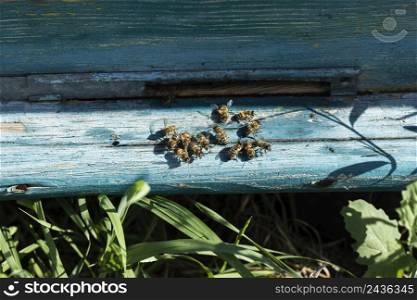 close up bees outside hive farm