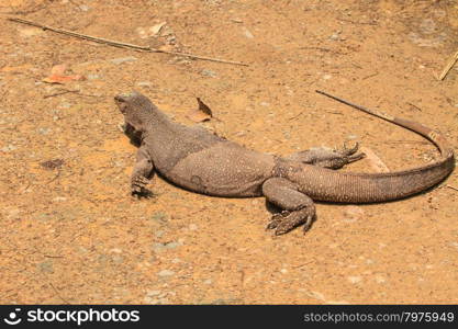 close up Bengal Monitor Lizard in the forest, Varanus bengalensis