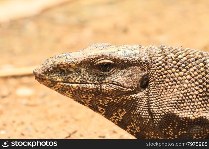 close up Bengal Monitor Lizard in the forest, Varanus bengalensis