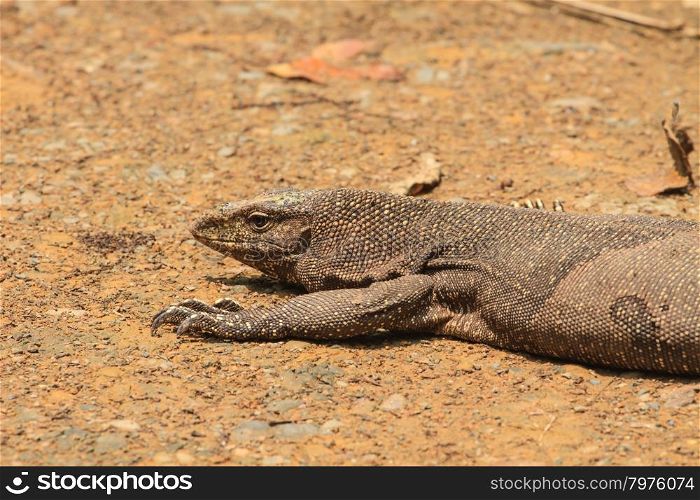 close up Bengal Monitor Lizard in the forest, Varanus bengalensis