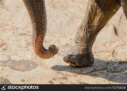 Close-up big Asian elephant foot and trunk. Amazing animals in wild nature of Sri Lanka