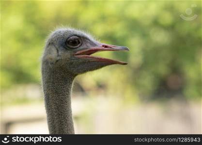 close up bill of ostrich head against green blur background