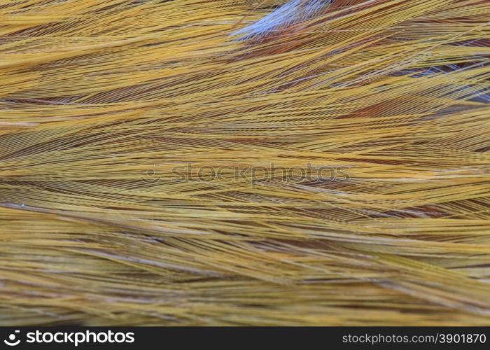 close up Bird feather texture and background