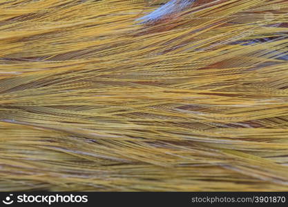 close up Bird feather texture and background