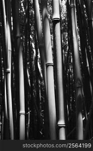 Close-up black and white image of bamboo stalks in Maui, Hawaii, USA.