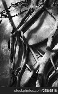 Close-up black and white of Banyan tree roots growing over concrete.