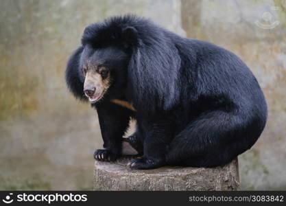 close-up black bear siting on rock in zoo park