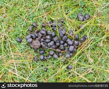 Close up black color sheep excrement on ground