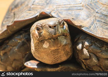 close up Black Giant Tortoise in forest