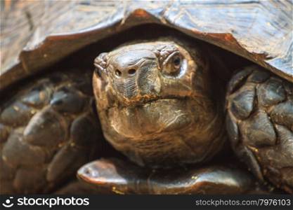 close up Black Giant Tortoise in forest