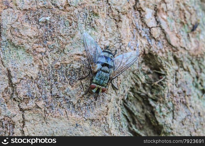 close up Blow fly, carrion fly, bluebottles, greenbottles, or cluster fly