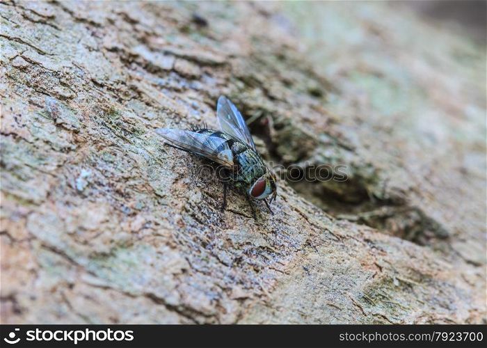 close up Blow fly, carrion fly, bluebottles, greenbottles, or cluster fly