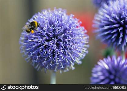 Close-up Blue Echinops Ritro flower with honeybee at shallow depth background. Close-up Blue Echinops Ritro flower with honeybee