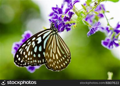Close up Blue Tiger butterfly or Tirumala hamata seeking nectar on purple flower of Golden Dew Drop