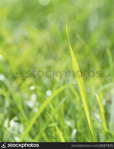 close up blurry grass leaves