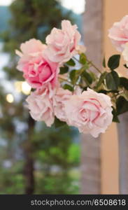 close up bouquet of plastic pink roses with green leaves. rose flower