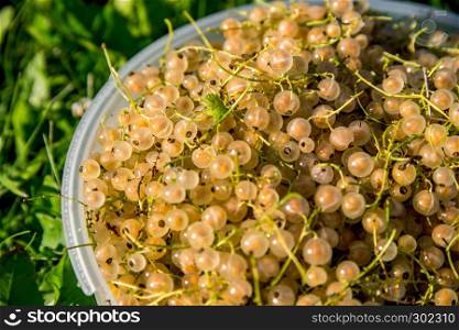 Close up bowl full of fresh white currant berries on green grass. Summer white currants in white bowl outdoors. White currants on green grass.