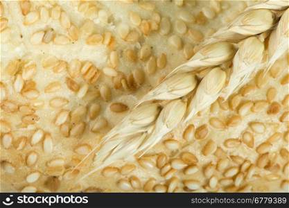 Close up Bread and wheat cereal crops. Studuo shot