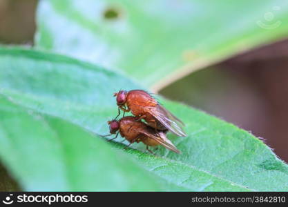 close up breeding Blow fly on leaf