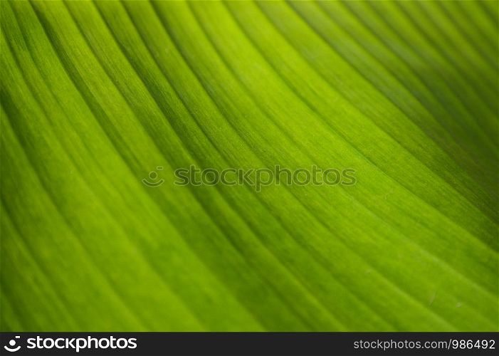 Close-up bright green banana leaf texture for wallpaper.