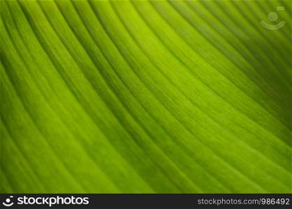 Close-up bright green banana leaf texture for wallpaper.