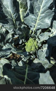 Close up broccoli in a farm. Big broccoli plantation. Concept for growing broccoli. Sunlight.