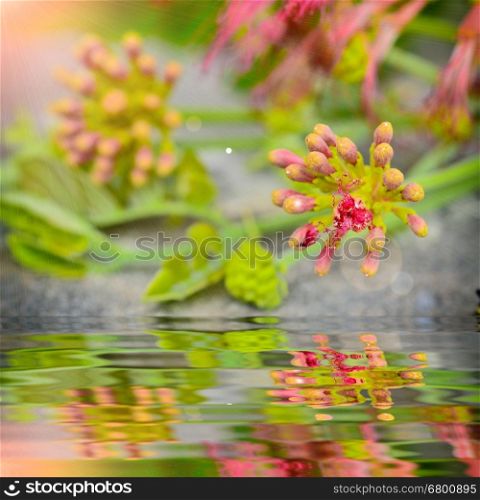 Close up Bud Albizia lebbeck with reflect in water