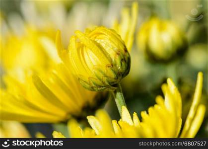Close up buds yellow Chrysanthemum Morifolium flowers which is filled with morning dew.