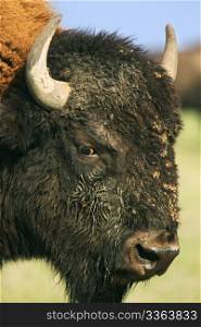 Close-up buffalo. Askania-Nova. Ukraine