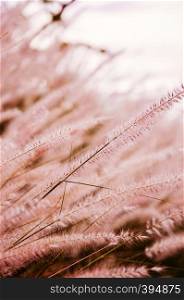 Close up bush of fluffy grass flower, warm tone selective focus with bright background.
