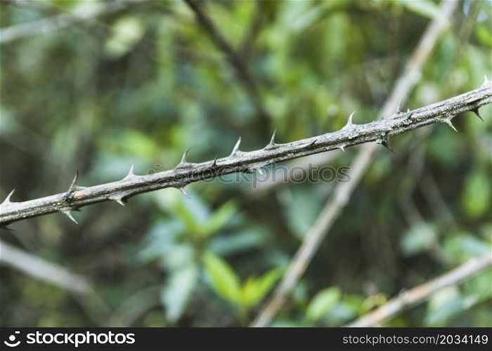 close up bush thorns