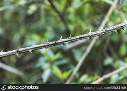 close up bush thorns