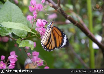 Close-up butterfly on flower in garden; Common tiger butterfly , Monarch butterfly