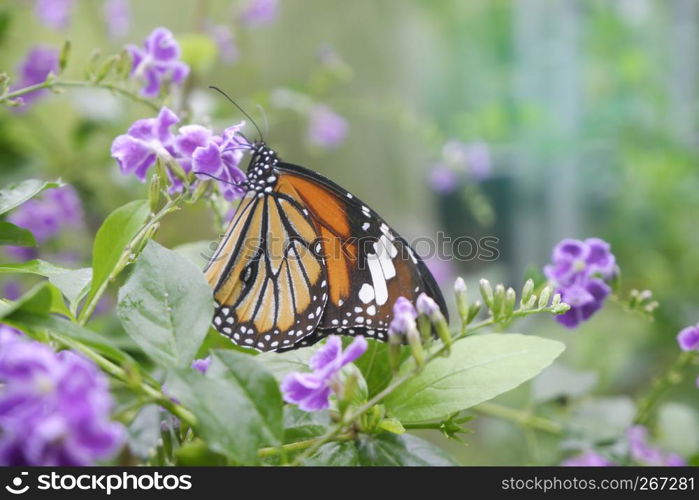 Close-up butterfly on flower in garden; Common tiger butterfly , Monarch butterfly