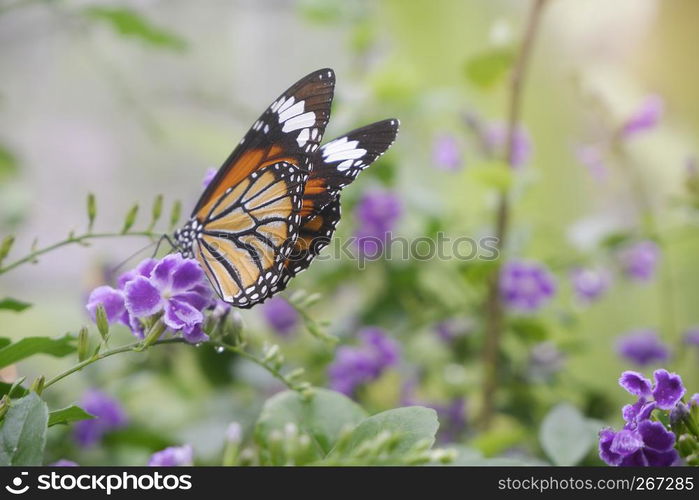 Close-up butterfly on flower in garden; Common tiger butterfly , Monarch butterfly