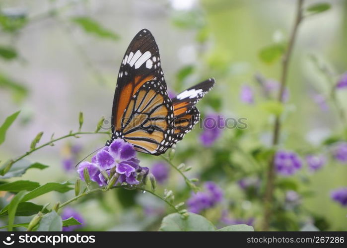 Close-up butterfly on flower in garden; Common tiger butterfly , Monarch butterfly