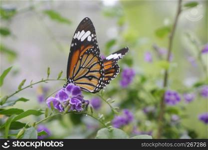 Close-up butterfly on flower in garden; Common tiger butterfly , Monarch butterfly