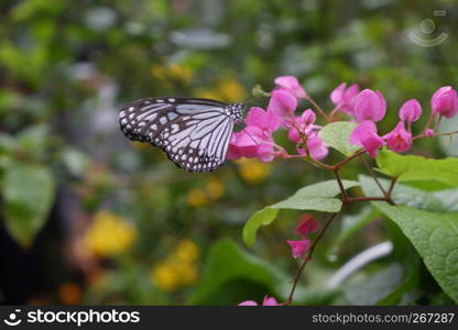 Close-up butterfly on flower in garden; Common tiger butterfly , Monarch butterfly