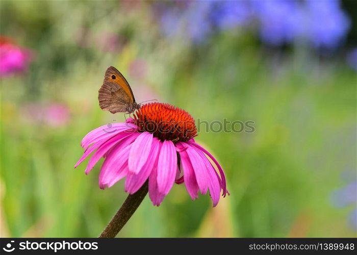 Close up butterfly on purple coneflower