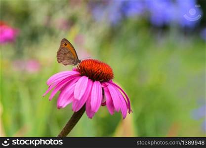 Close up butterfly on purple coneflower