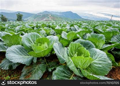 Close-up Cabbage or Brassica oleracea beautiful nature rows of green vegetables in the cultivated area, agriculture in rural areas on the high mountain at Phu Thap Boek, Phetchabun Province, Thailand. Cabbage rows in cultivation plot