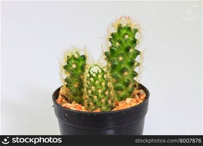 close up Cactus isolated on white background